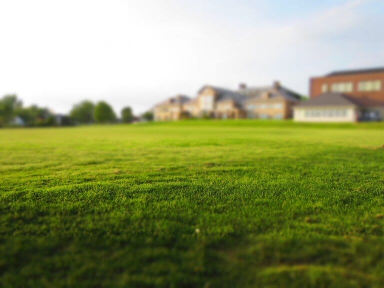 lawn